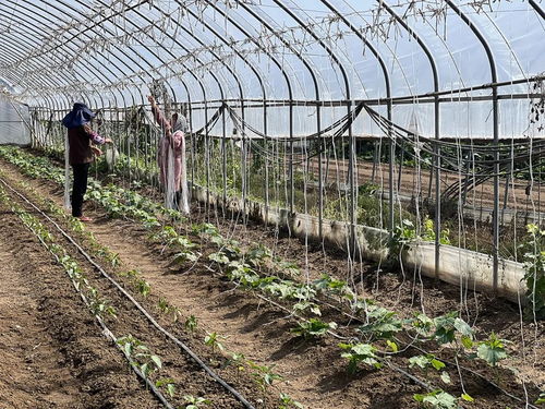 顺义区国家级示范社再添新翼，休闲农业蓬勃发展