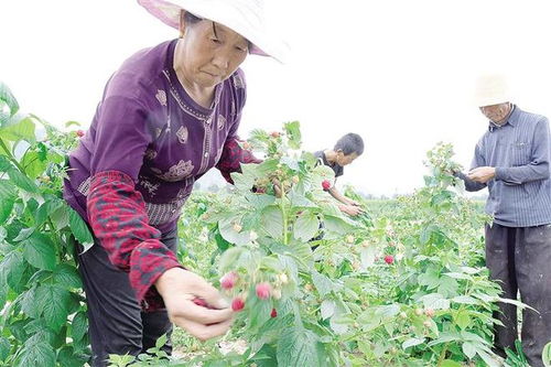 临夏市发展休闲观光农业 带动农户务工就业增收的新路径