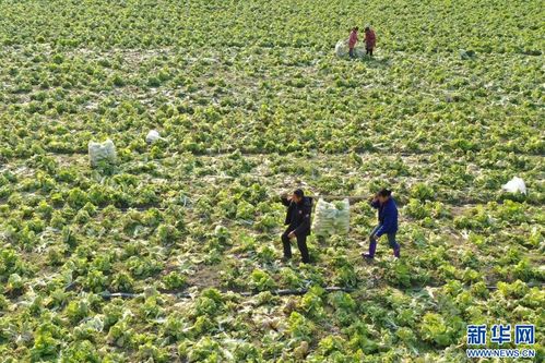 丰富菜篮子 冬季保供忙 休闲农业添新彩