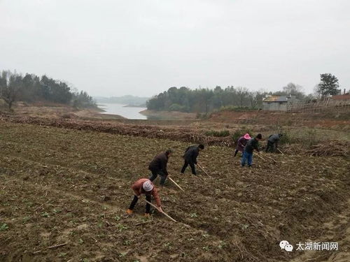 发展休闲农业 助力乡村振兴——访县十届政协委员、安徽逻根农业科技董事长李放