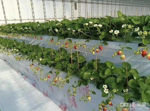 2022,我们的乡村振兴路丨阿城高架草莓如约上市，蹚出精品农业发展路休闲农业