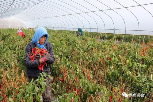 依禾商贸 会宁农产品产销对接的典范与休闲农业发展之路