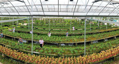 沭阳 农业重大项目建设跑出“加速度”，休闲农业迎来新篇章