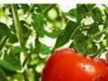 深圳蔬菜配送服务 从农田到餐桌的便捷体验