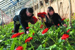 平泉镇 加速推进农业产业发展，以休闲农业助力农民致富增收