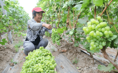 美了田园，红了日子 广饶县乡村振兴三年行动扎实推进，休闲农业绘就富民新画卷